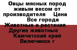 Овцы мясных пород живым весом от производителя. › Цена ­ 110 - Все города Животные и растения » Другие животные   . Камчатский край,Вилючинск г.